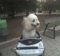 Esta foto esta tomada en el parke en el carro de pasear los muñecos y una niña saco el muñecoy metio al koco.